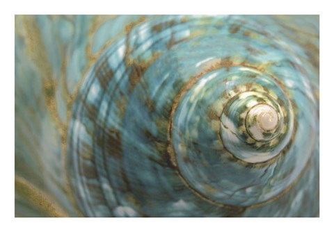 Framed Soft Turbo Shell Print