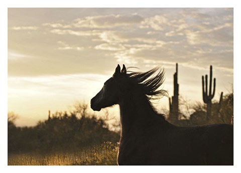 Framed Answer Is Blowin' In The Wind Print