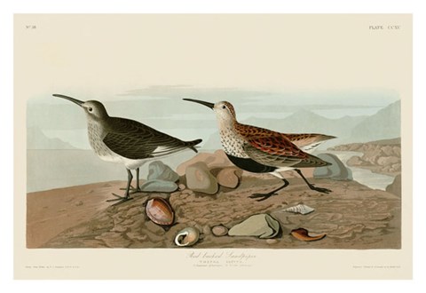 Framed Red Backed Sandpiper Print