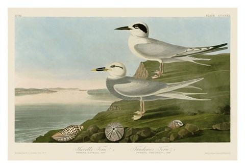 Framed Havell&#39;s Tern &amp; Trudeau&#39;s Tern Print
