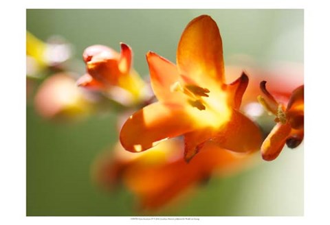 Framed Open Sunshine IV Print