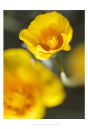Framed California Poppy I Print