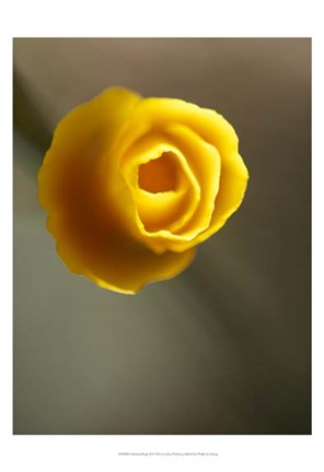 Framed California Poppy II Print