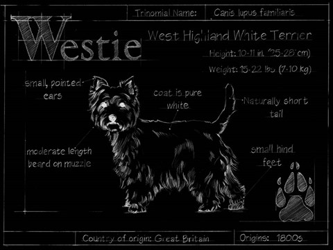 Framed Blueprint Westie Print