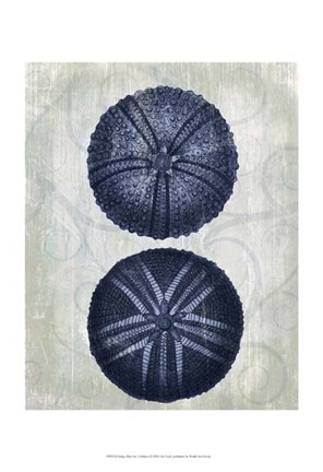 Framed Indigo Blue Sea Urchins a Print