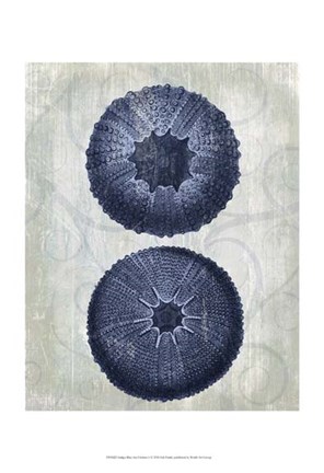 Framed Indigo Blue Sea Urchins b Print