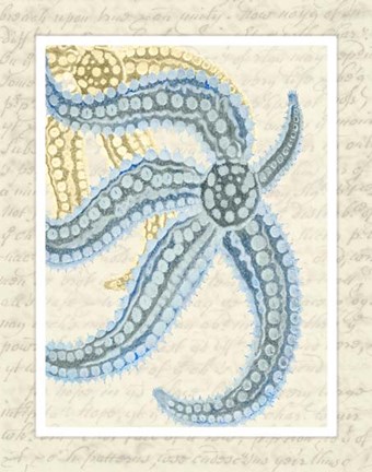 Framed Blue Corals On VIntage Script a Print