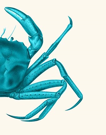 Framed Contrasting Crab in Turquoise a Print