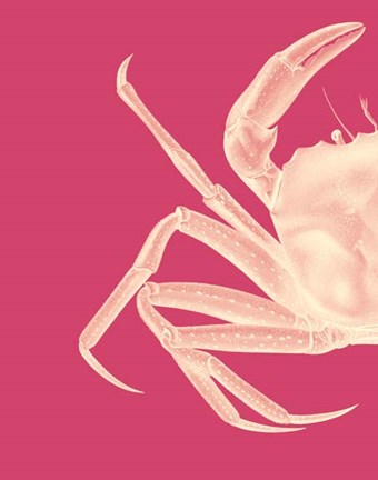 Framed Contrasting Crab in Pink a Print
