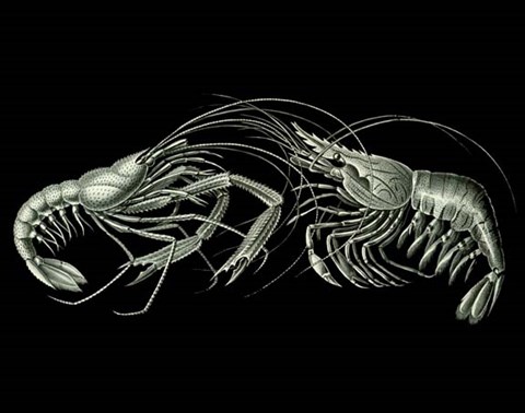 Framed Shrimps On Black Print