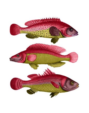 Framed Red and Yellow Fantasy Fish Trio Print