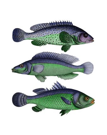 Framed Blue and Green Fish Trio Print