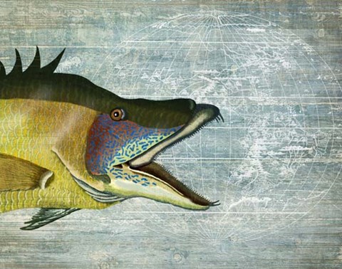 Framed Hog Fish print on nautical map image Print