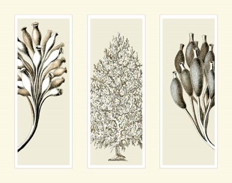 Framed Trio Sea Sponges on 3 Panels Print