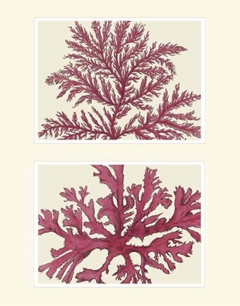 Framed Pink Seaweed print on 2 Panels Print