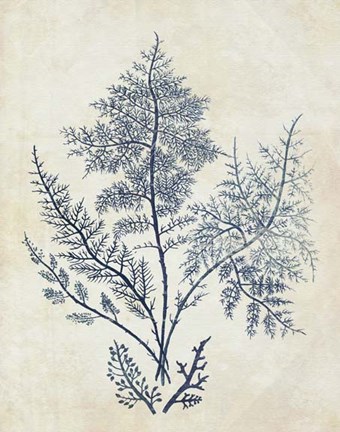 Framed Indigo Blue Seaweed 1 d Print
