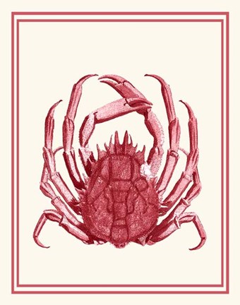 Framed Mixed Nautical Coral on Cream f Print