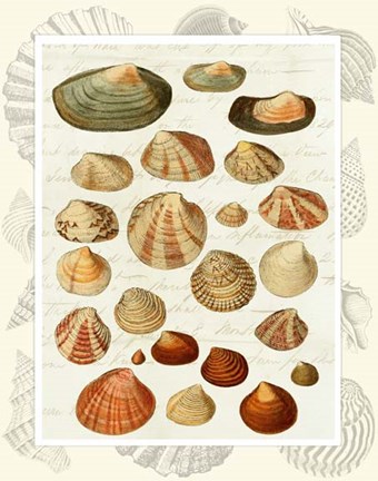 Framed Shells on Vintage Script Print