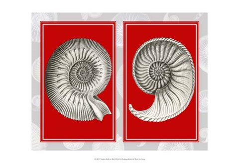 Framed Nautilus Shells On Red Print