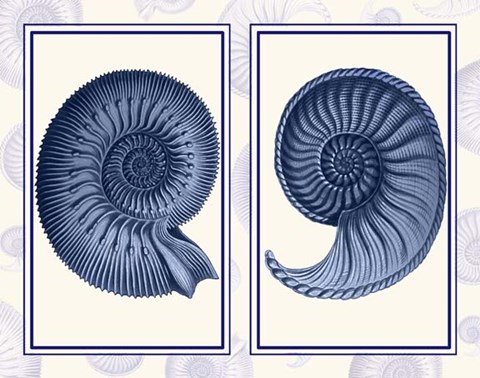 Framed Nautilus Shells Indigo Blue Print