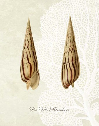 Framed French Shell Print b Print