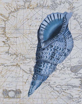 Framed Seashell Collection 1 c Print