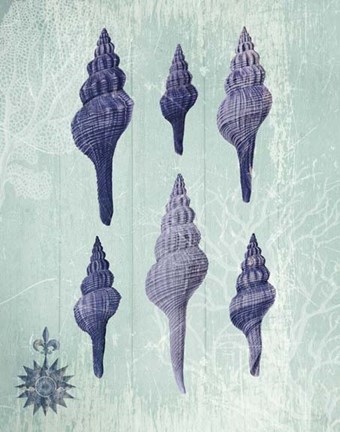 Framed Seashell Collection 2 c Print