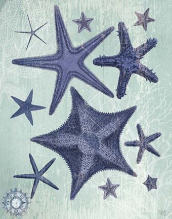 Framed Seashell Collection 2 d Print