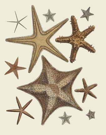Framed Starfish Collection 1 Print