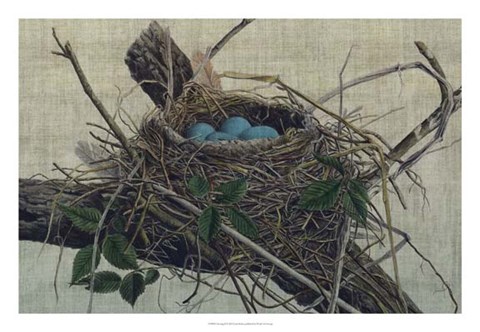 Framed Nesting II Print