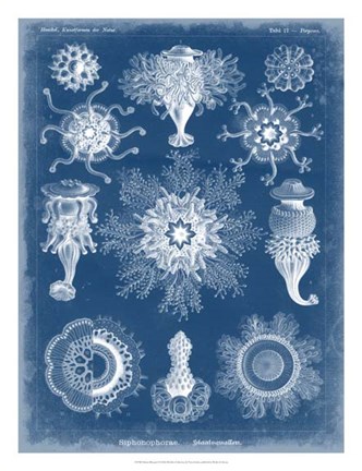 Framed Marine Blueprint I Print