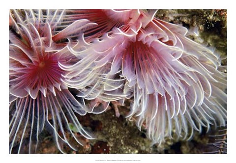 Framed Flirtatious Too - Batangos, Philippines Print