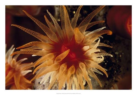 Framed Bewitched - Menado, Indonesia Print