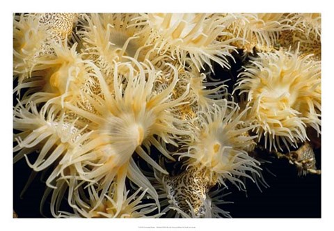 Framed Flowering Desire - Thailand Print