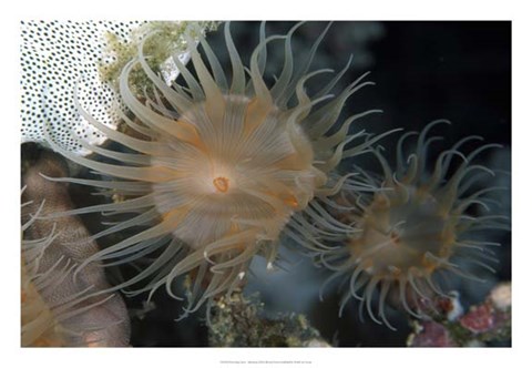 Framed Flowering Grace - Indonesia Print