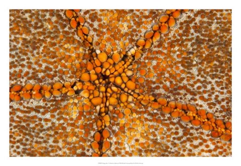 Framed Orange Star - N. Sulawesi, Indonesia Print