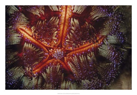 Framed Star Power - Indonesia Print