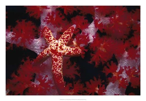 Framed Red Star - Nusa Kode, Indonesia Print
