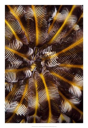Framed Feather Treasure - N. Sulawesi, Indonesia Print