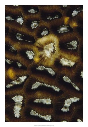 Framed Discovery - Malaysia Print