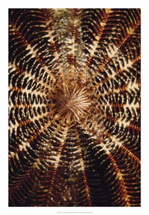 Framed Swirl - Solomon Islands Print