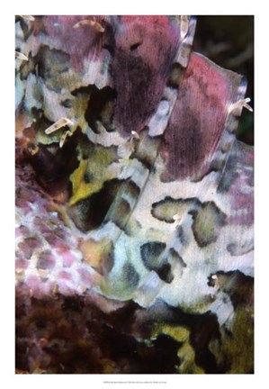 Framed Pink Marvel - Indonesia Print