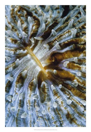 Framed Interlude - Papua New Guinea Print