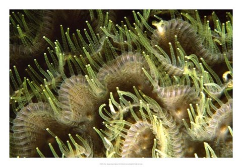 Framed Tips - Sipadan Island, Malaysia Print