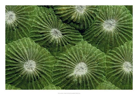 Framed Greenlicious - Thailand Print