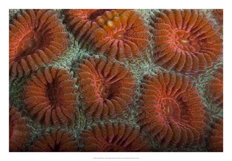 Framed Orange Dream - S. Raja Ampat, Indonesia Print