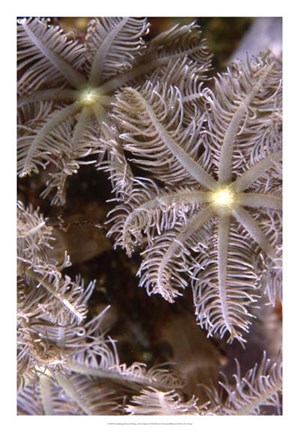 Framed Feathering Flower II - Papua New Guinea Print