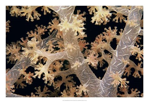 Framed Splendid Branches - Fiji Print