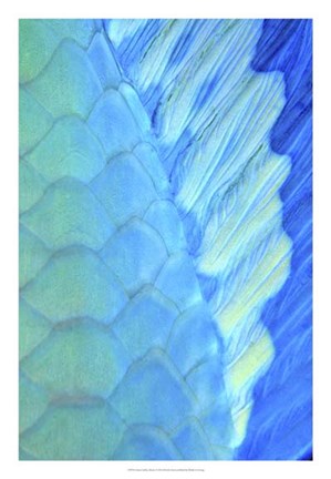 Framed Solace - La Paz, Mexico Print