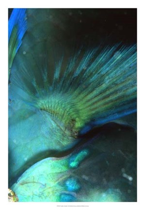 Framed Finality - Australia Print